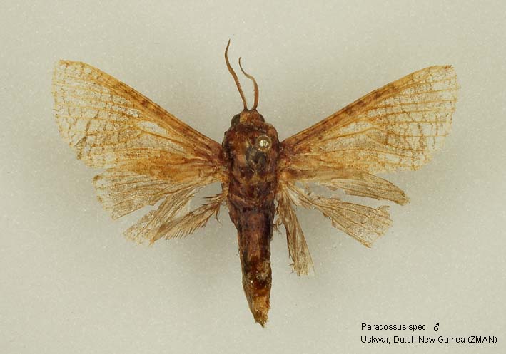 Papua Insects Foundation (Lepidoptera/Cossidae thumbnails)